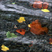 autumn leaves