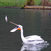 Dalmatian pelican catching a roach