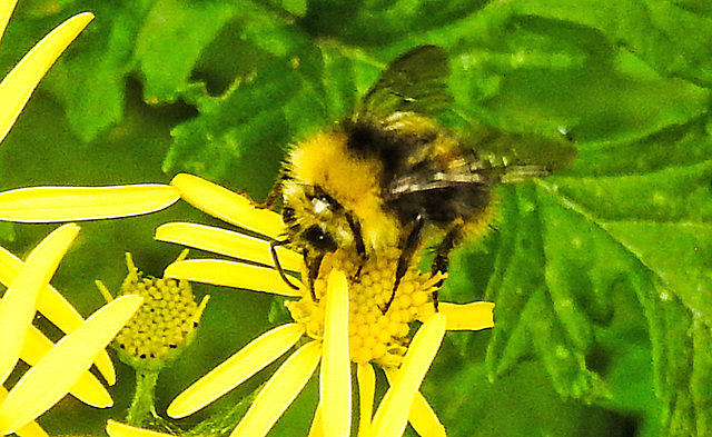 20230714 1906CPw [D~LIP] Jakobs-Greiskraut, Wiesenhummel (Bombus prwtorum), Bad Salzuflen