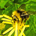 20230714 1906CPw [D~LIP] Jakobs-Greiskraut, Wiesenhummel (Bombus prwtorum), Bad Salzuflen
