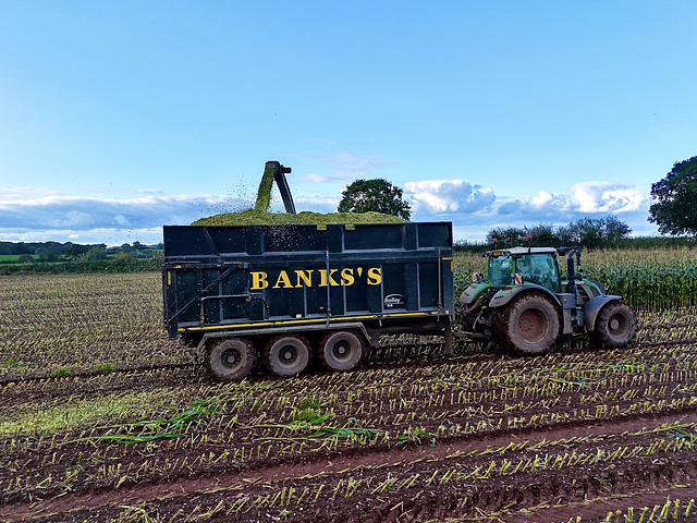 Harvesting the maize