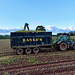 Harvesting the maize