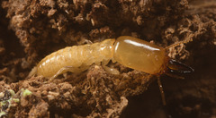 IMG 0753 termite