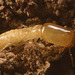 IMG 0753 termite