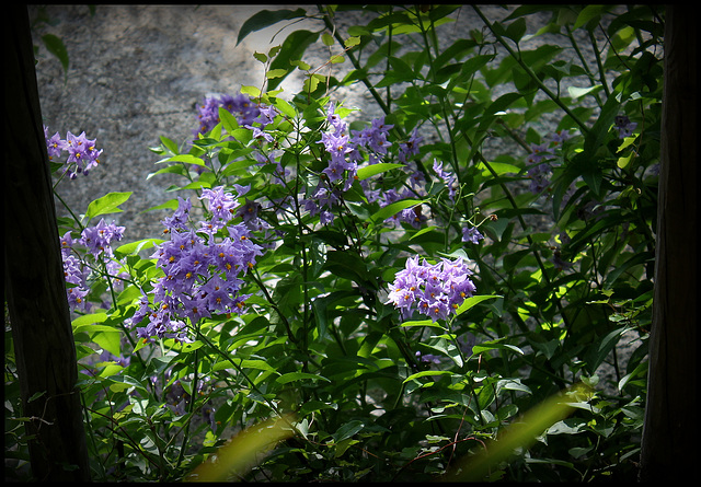Solanum crispum 'Glasnevin'