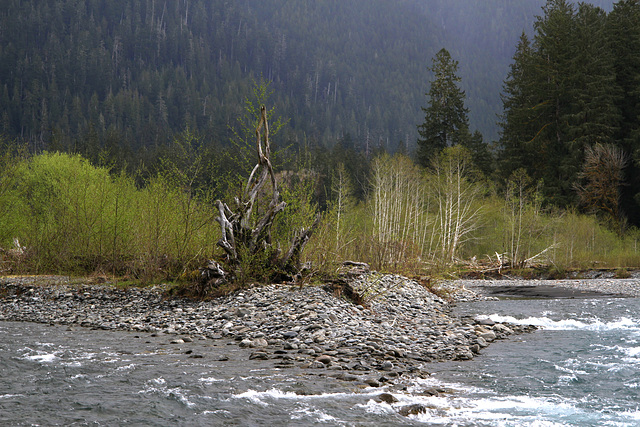 Hoh River