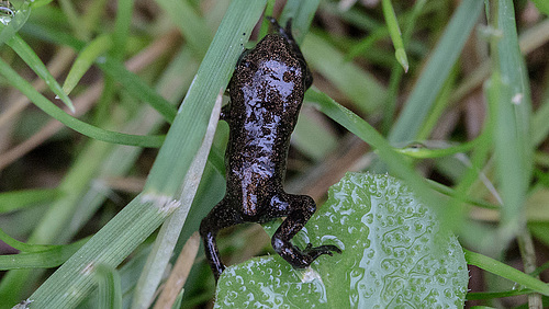 20160701 1966VRMw [D~RI] Erdkrötenbaby (Bufo bufo), Rinteln