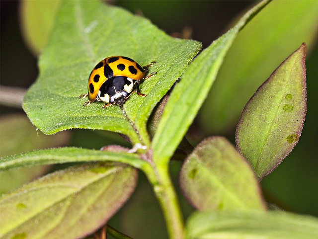 Harlequin Ladybird