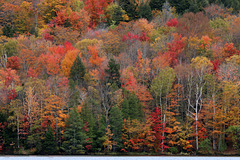 Autumn colors (Explored)