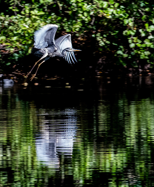 heron.19jpg