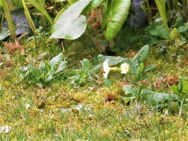 Primroses on January 2020