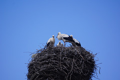 Vier Junge auf dem Nest