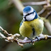 Blue tit