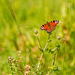 Peacock butterfly