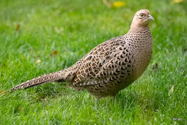 Resident Hen Pheasant