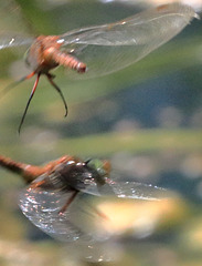 EOS 90D Peter Harriman 14 32 24 14350 courtingNorfolkHawkers dpp