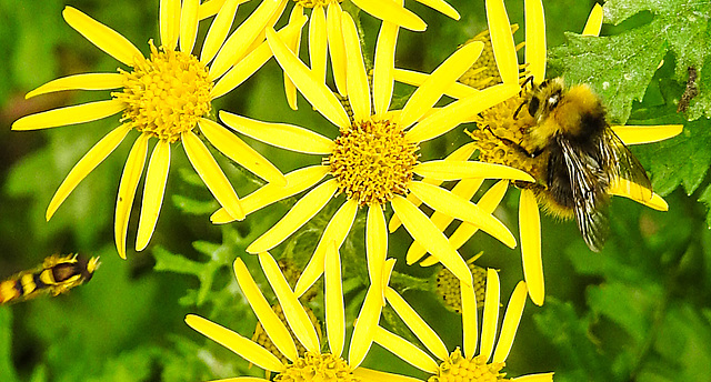 20230714 1908CPw [D~LIP] Jakobs-Greiskraut, Wiesenhummel (Bombus pratorum), Langbauchschwebfliege (Sphaeropharia scripta), Bad Salzuflen