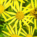 20230714 1908CPw [D~LIP] Jakobs-Greiskraut, Wiesenhummel (Bombus pratorum), Langbauchschwebfliege (Sphaeropharia scripta), Bad Salzuflen