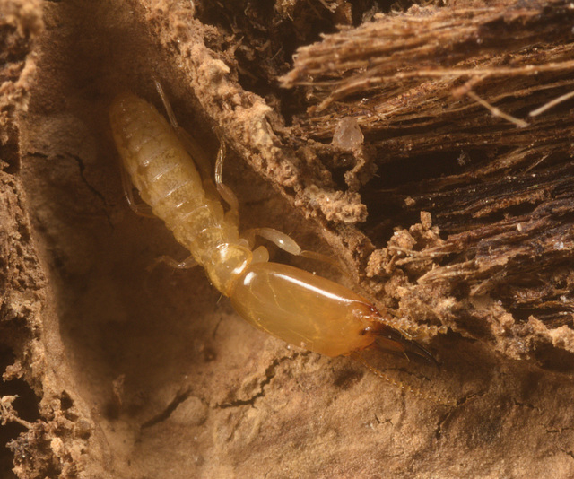 IMG 0765 Termite Worker