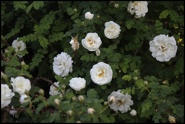 Rosa pimpinellifolia 'Double White '