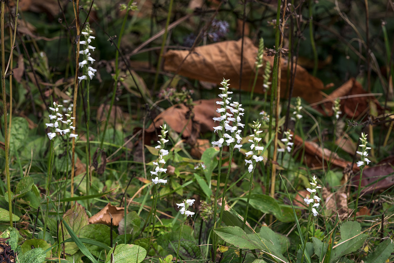 Spiranthes cernua (Nodding Ladies'-tresses orchid)