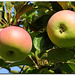 Garten | Äpfel