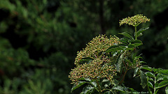 Du blanc au vert