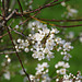 Mirabellenblüten in der Morgensonne