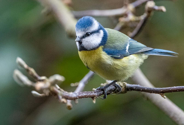 Blue tit