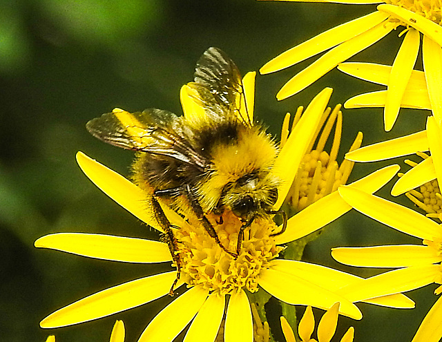 20230714 1913CPw [D~LIP] Jakobs-Greiskraut, Wiesenhummel (Bombus pratorum), Bad Salzuflen