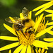 20230714 1913CPw [D~LIP] Jakobs-Greiskraut, Wiesenhummel (Bombus pratorum), Bad Salzuflen