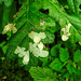 20230723 3148CPw [D~LIP]  Stieleiche (Quercus robur) Große Eichen-Schopfstirnmotte (Tischeria ekebladella), UWZ, BS