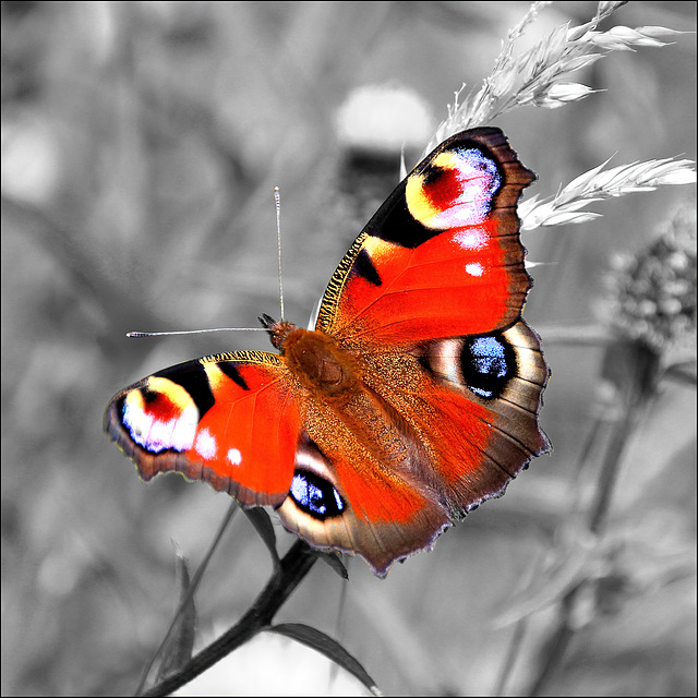 The Peacock butterfly