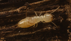 IMG 0772 Termite