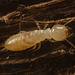 IMG 0772 Termite