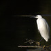 L'Aigrette garzette L'Aigrette garzette