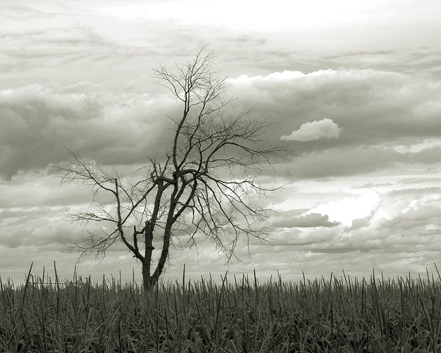 alone in the corn field