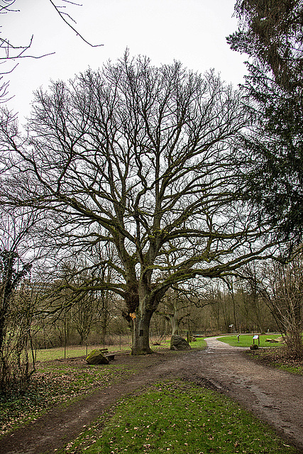 20160209 0009VRAw [D~LIP] Baum, Landschaftsgarten, Bad Salzuflen