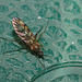 IMG 1201fly