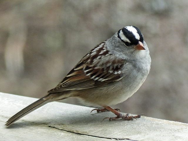 Day 9, White-crowned Sparrow