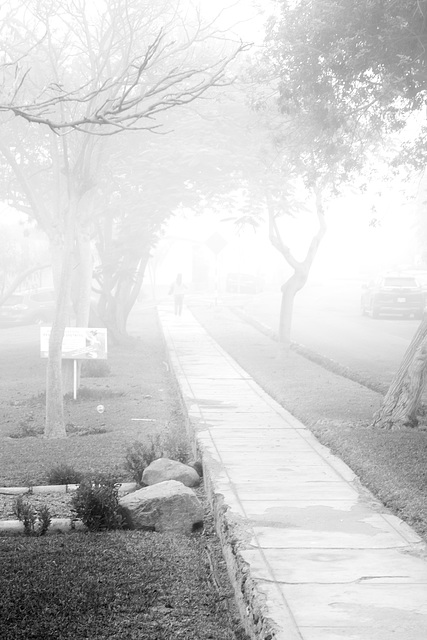 Foggy morning