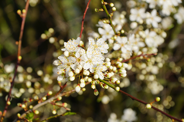 Mirabellenblüten in der Mittagssonne