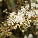 Mirabellenblüten in der Mittagssonne