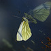 Green veined White Butterfly