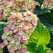 Rose and green shades in the hydrangea