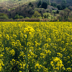 Campo di colza.