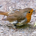 Robin