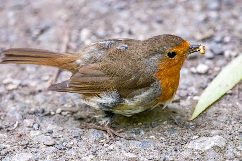 Robin