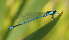 Common Blue damselfly (Enallagma cyathigerum)