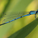 Common Blue damselfly (Enallagma cyathigerum)